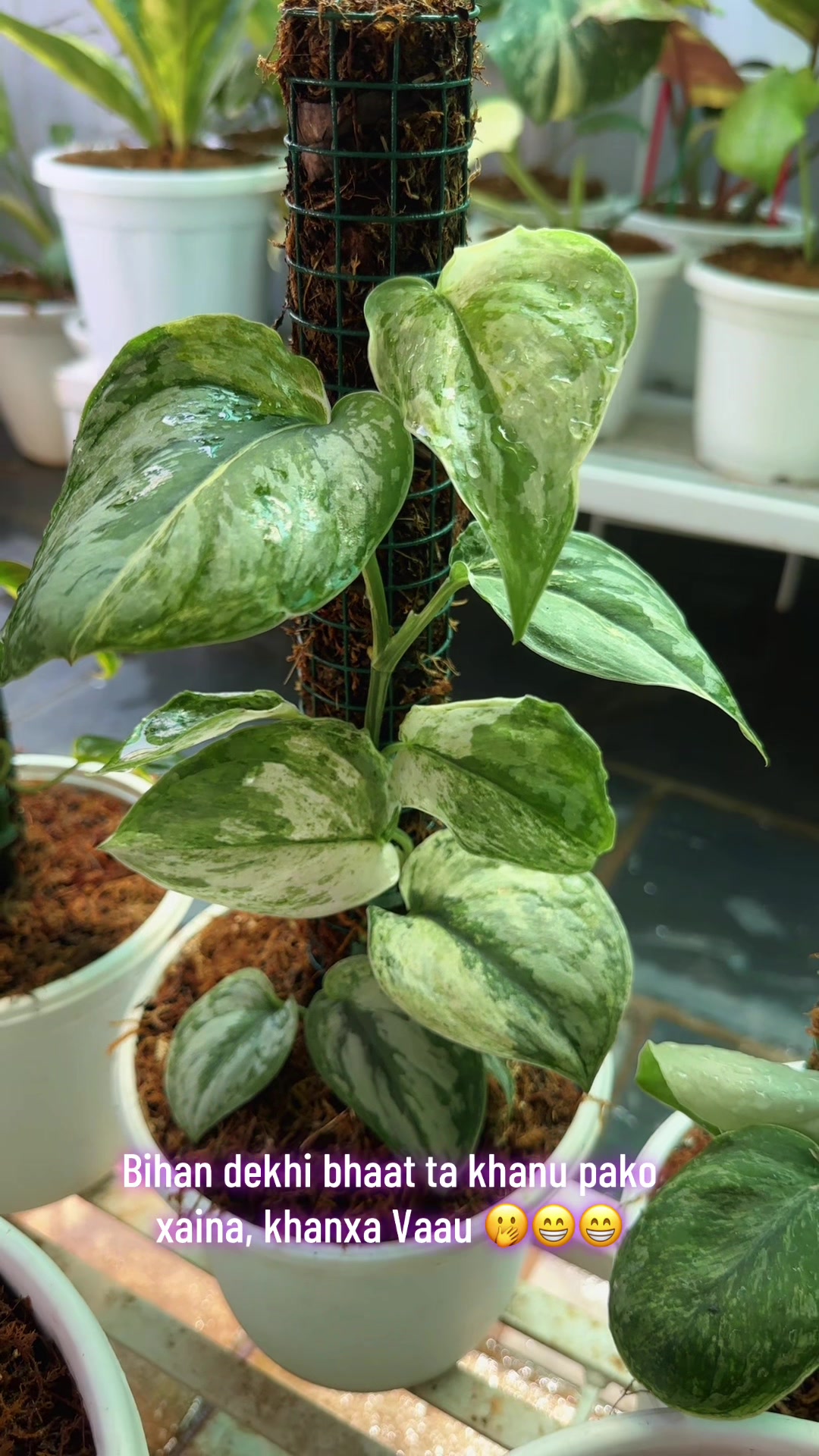 @Plantlife50