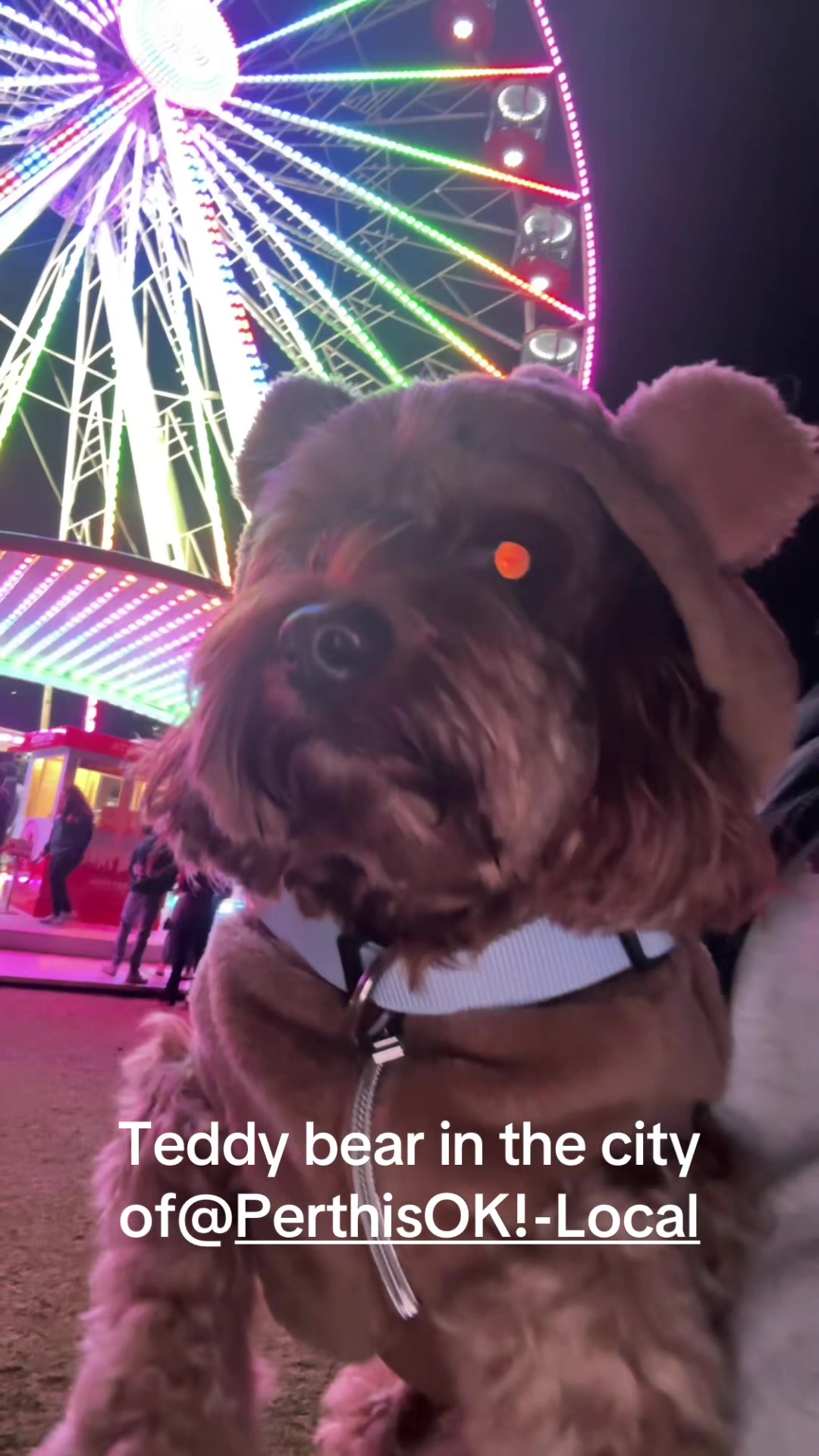 @Teddy the cutie pie