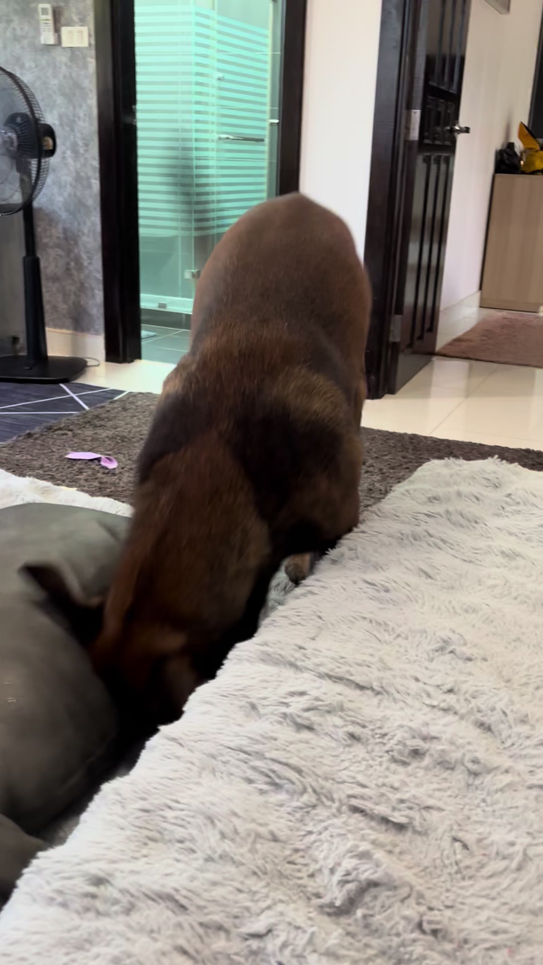@doglifethailand