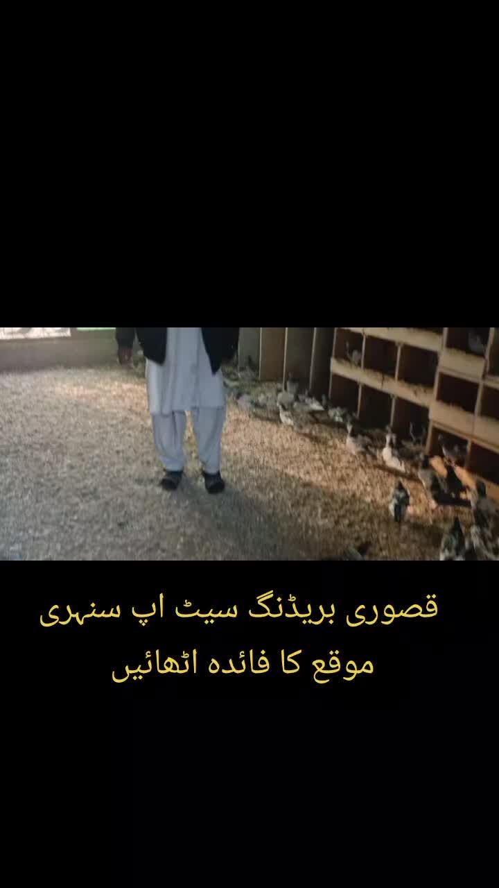 @Ranakasuripigeon