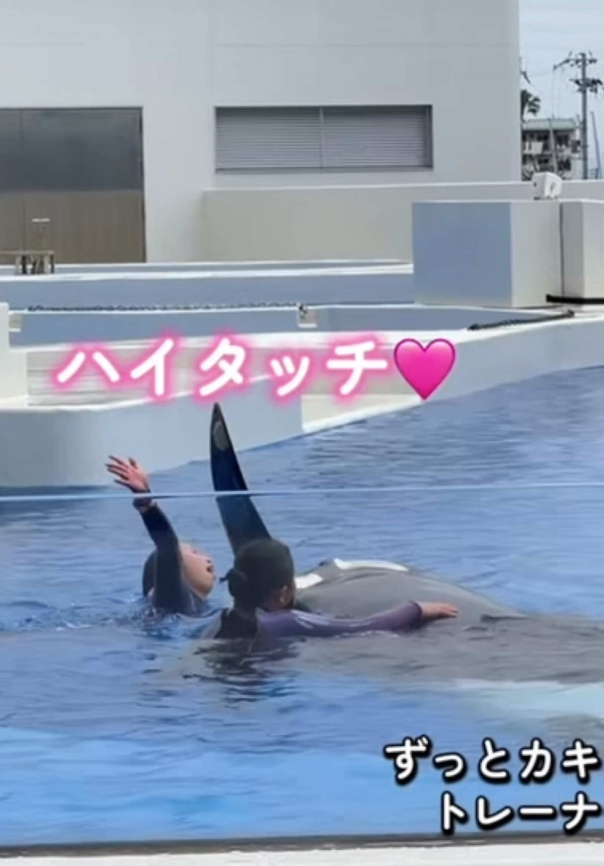 @️シャチが癒し️🌈️️🫧