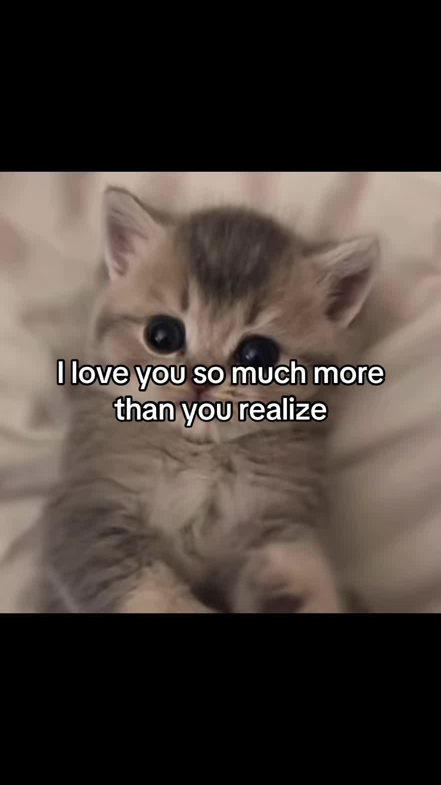 @LavanderCat