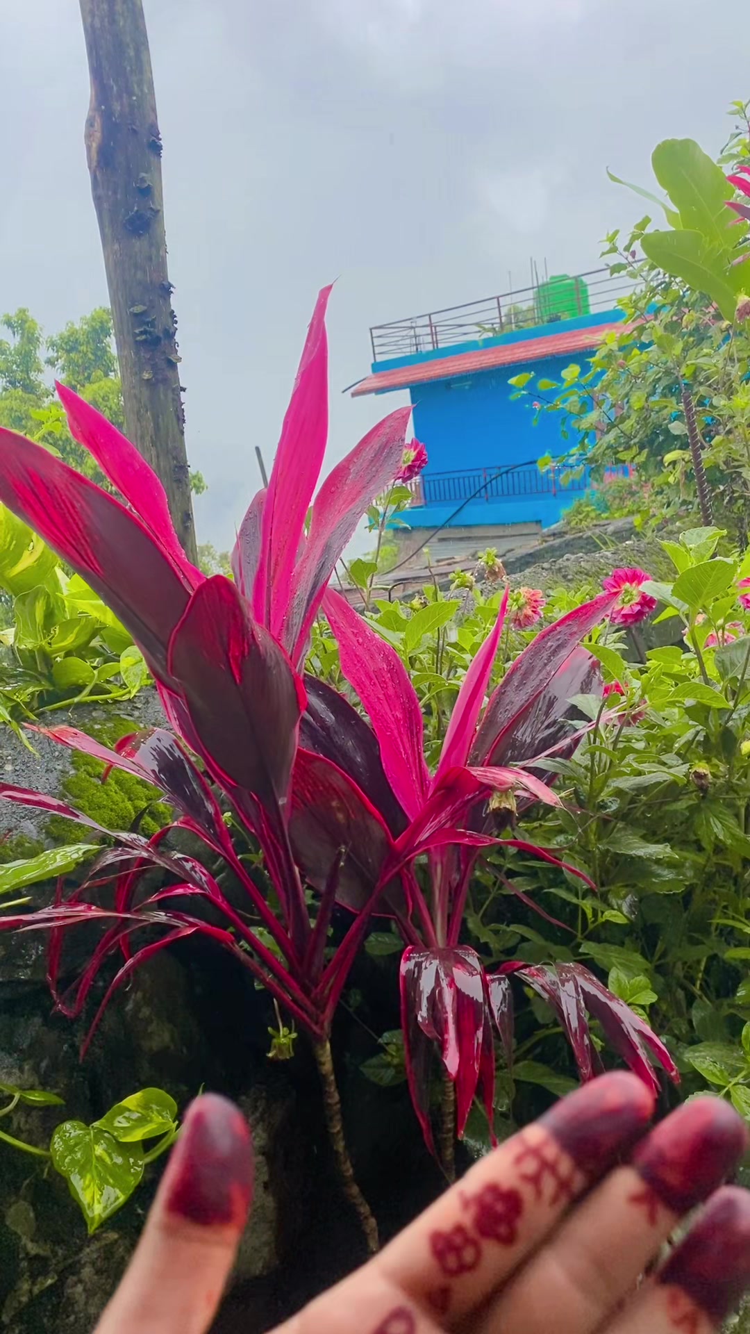 @Neeshu Neupane🔐 🧿