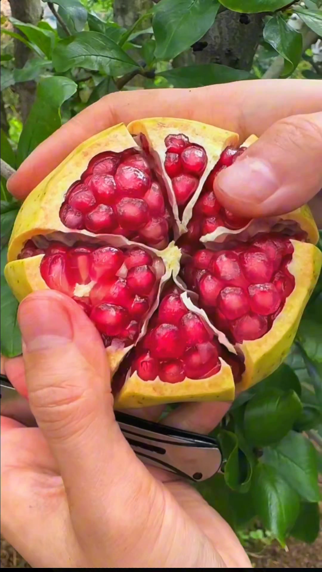 @lovefruits68