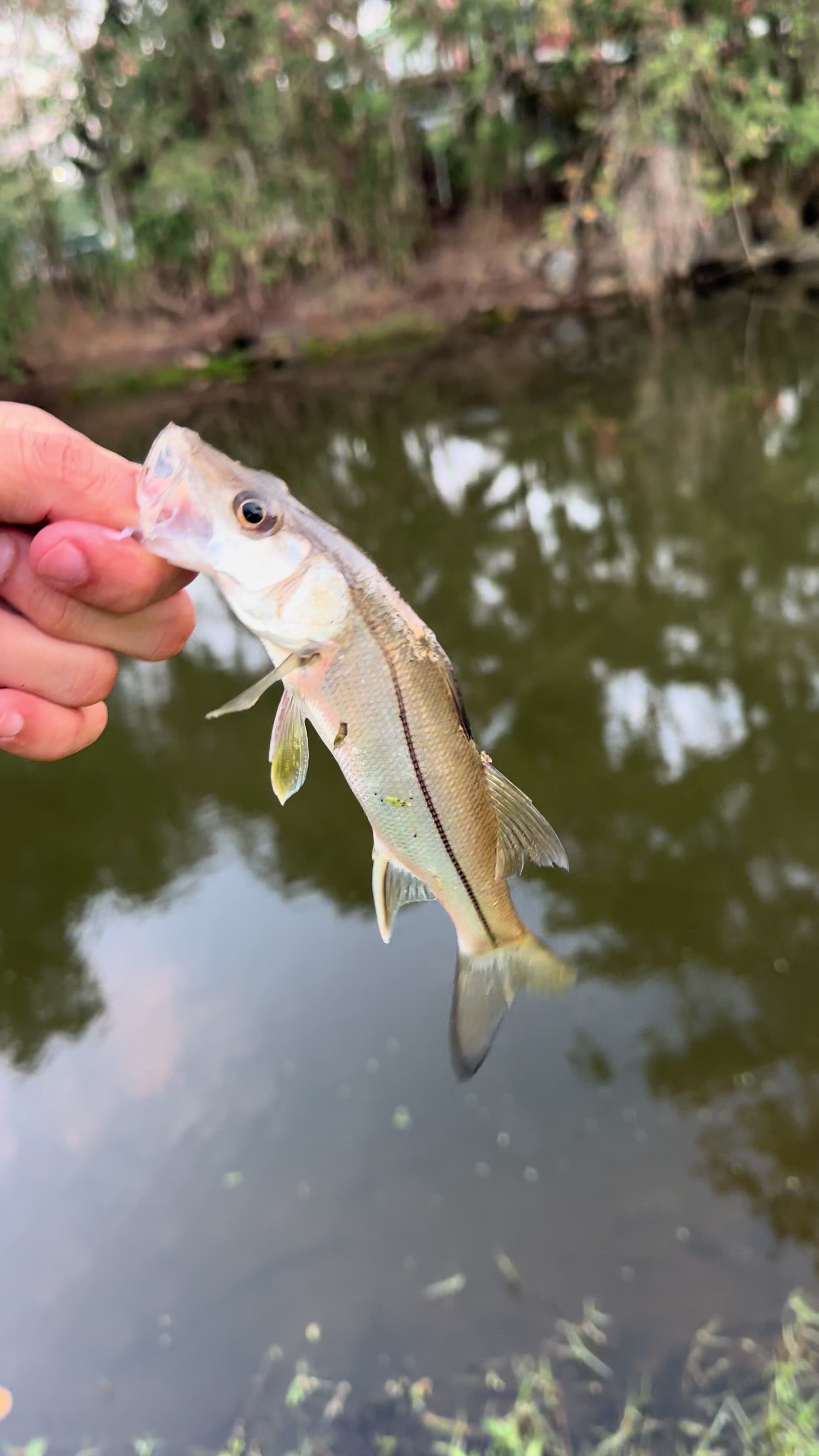 @Bideu Fishing