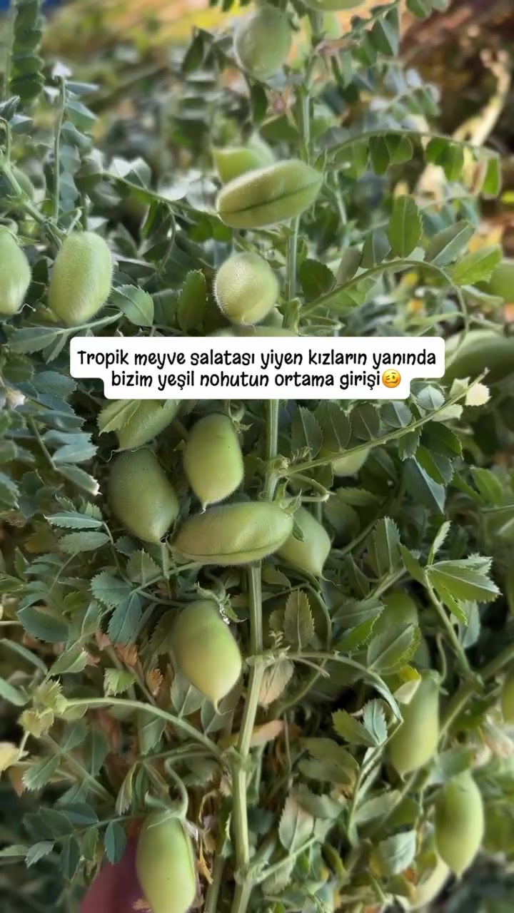 @Muğla Geyik