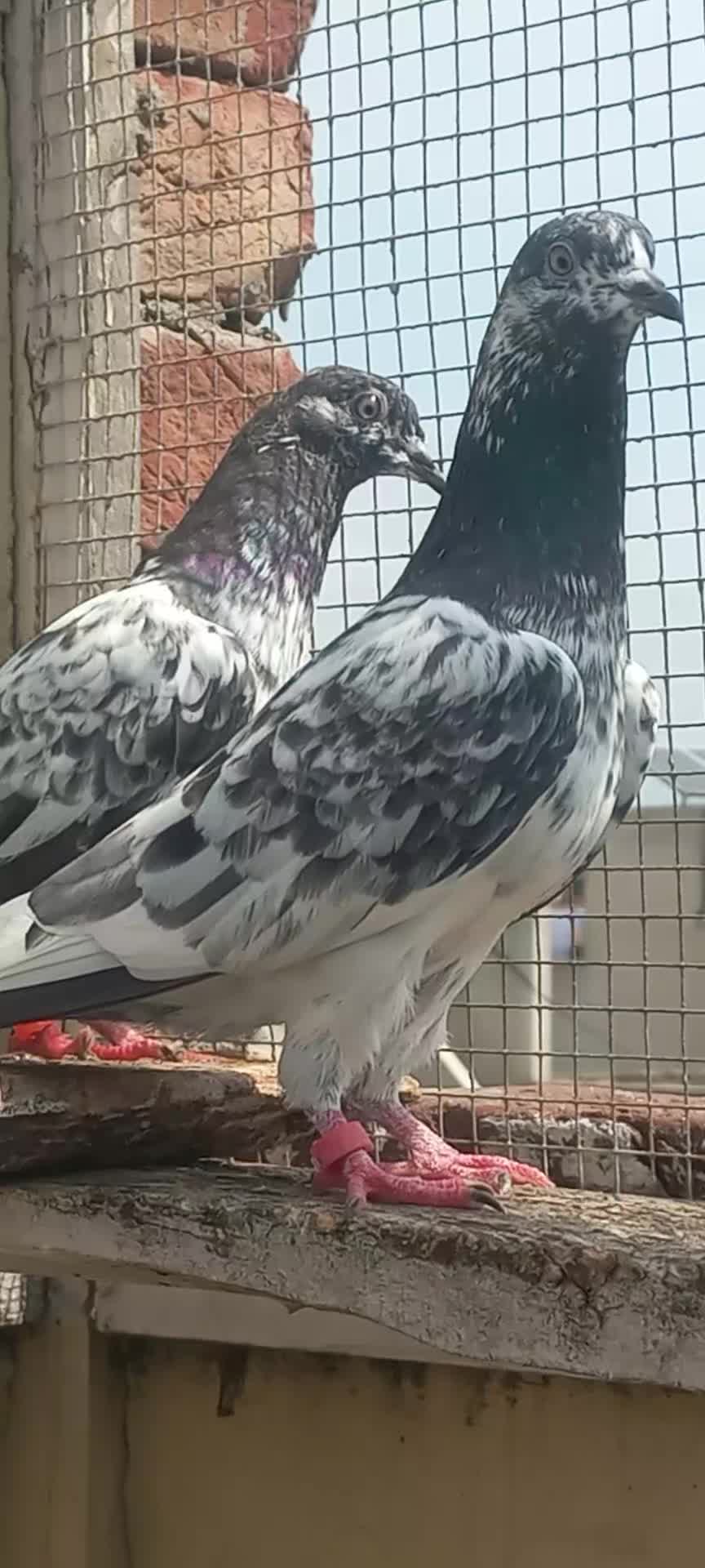 @Ranakasuripigeon