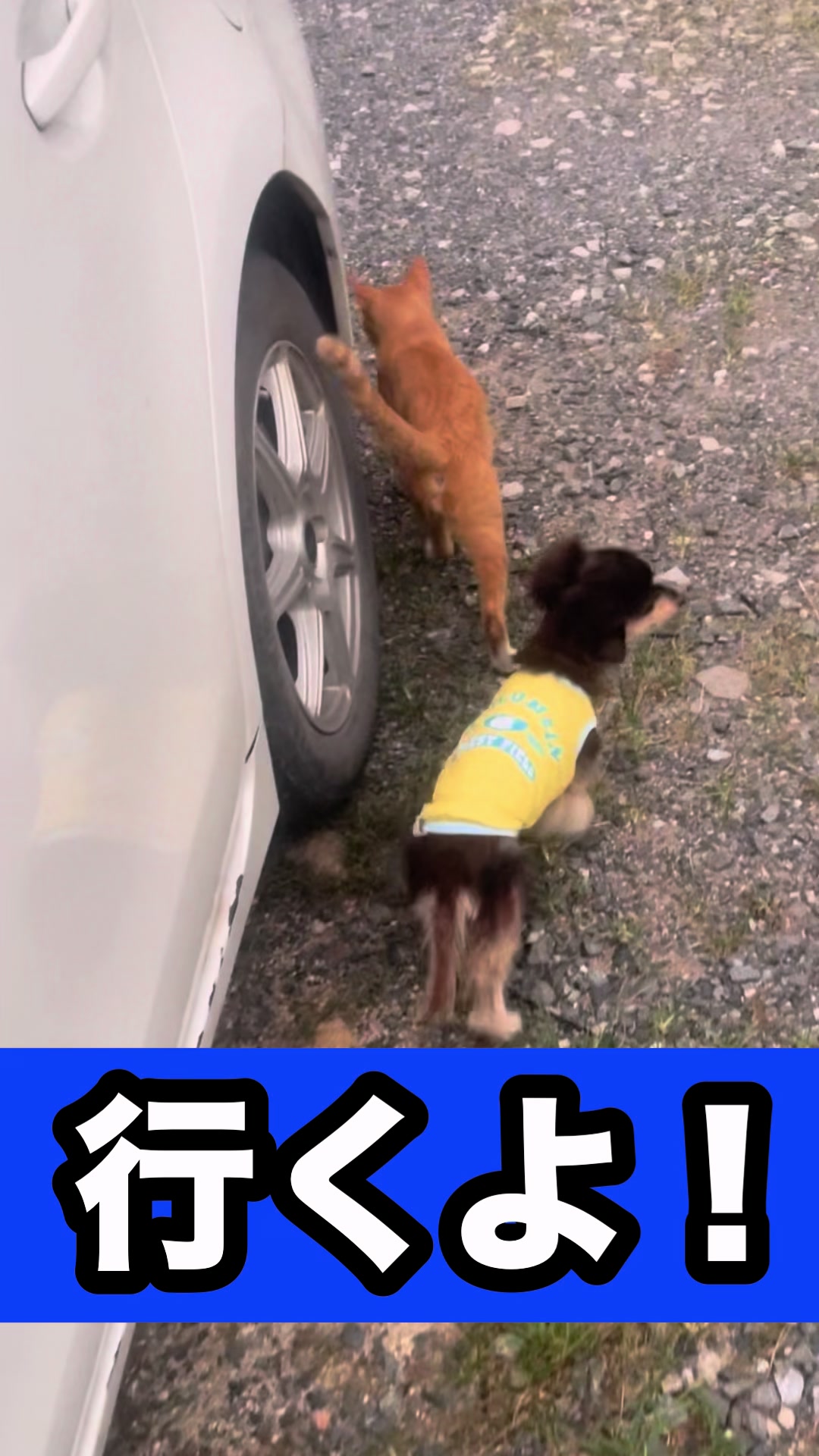 @藤原 政宗　動物好き❤️飛行機好き❤️