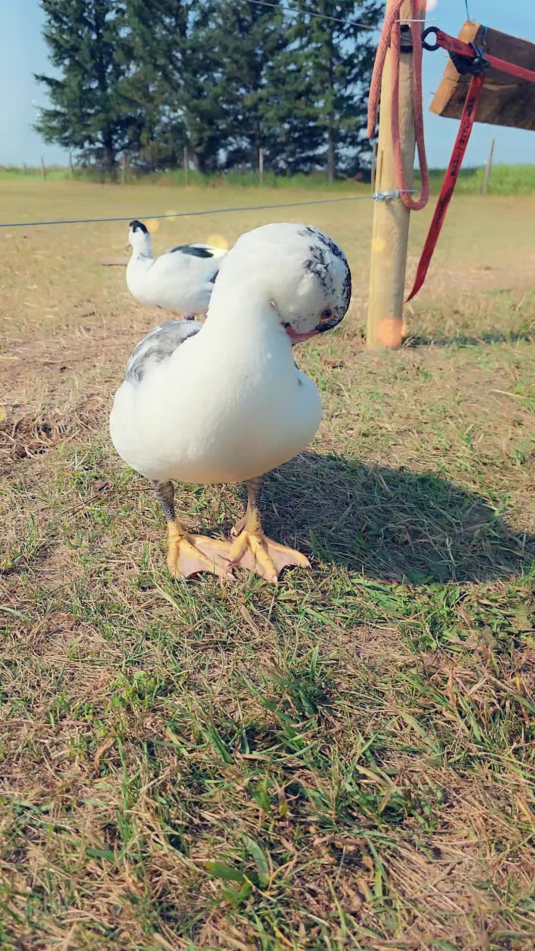 @꧁༒☬𝓦𝓲𝓽𝓬𝓱𝔂𝔀𝓲𝓽𝓬𝓱☬༒꧂
