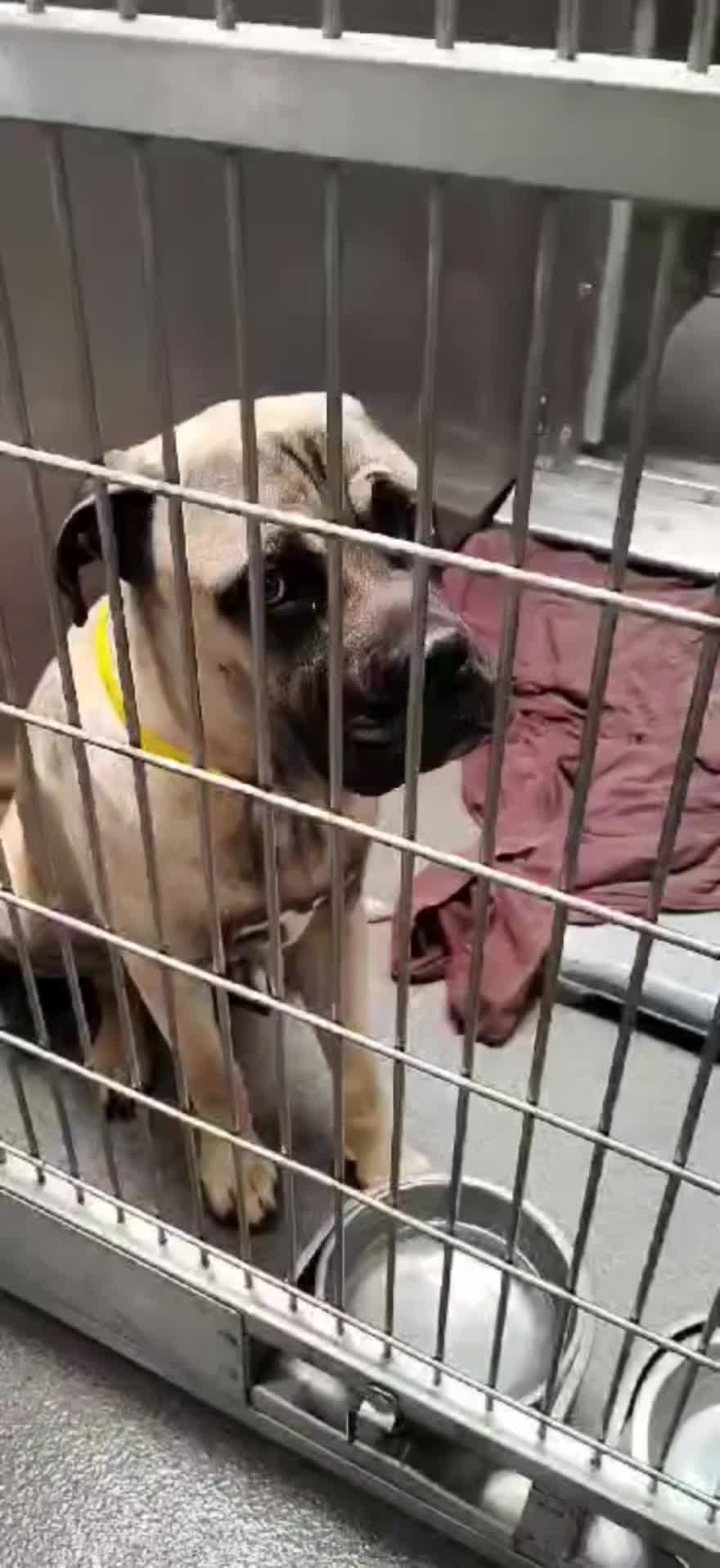 @Cane Corsos