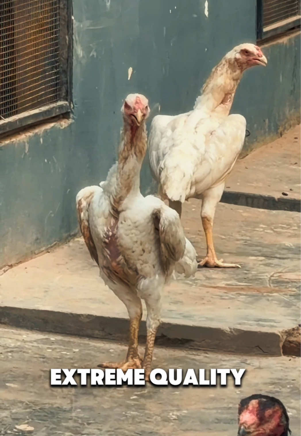 @Hopeland Parrotbeak