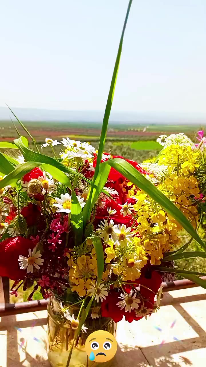 @رونيارا عفريني