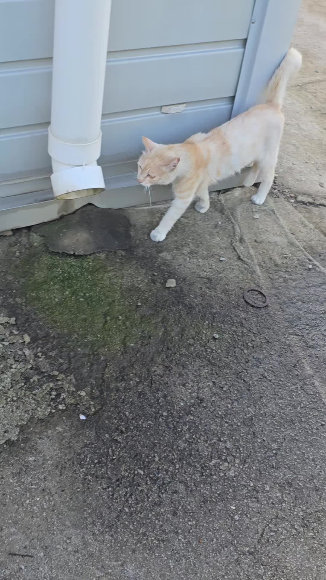 @고양이 형아