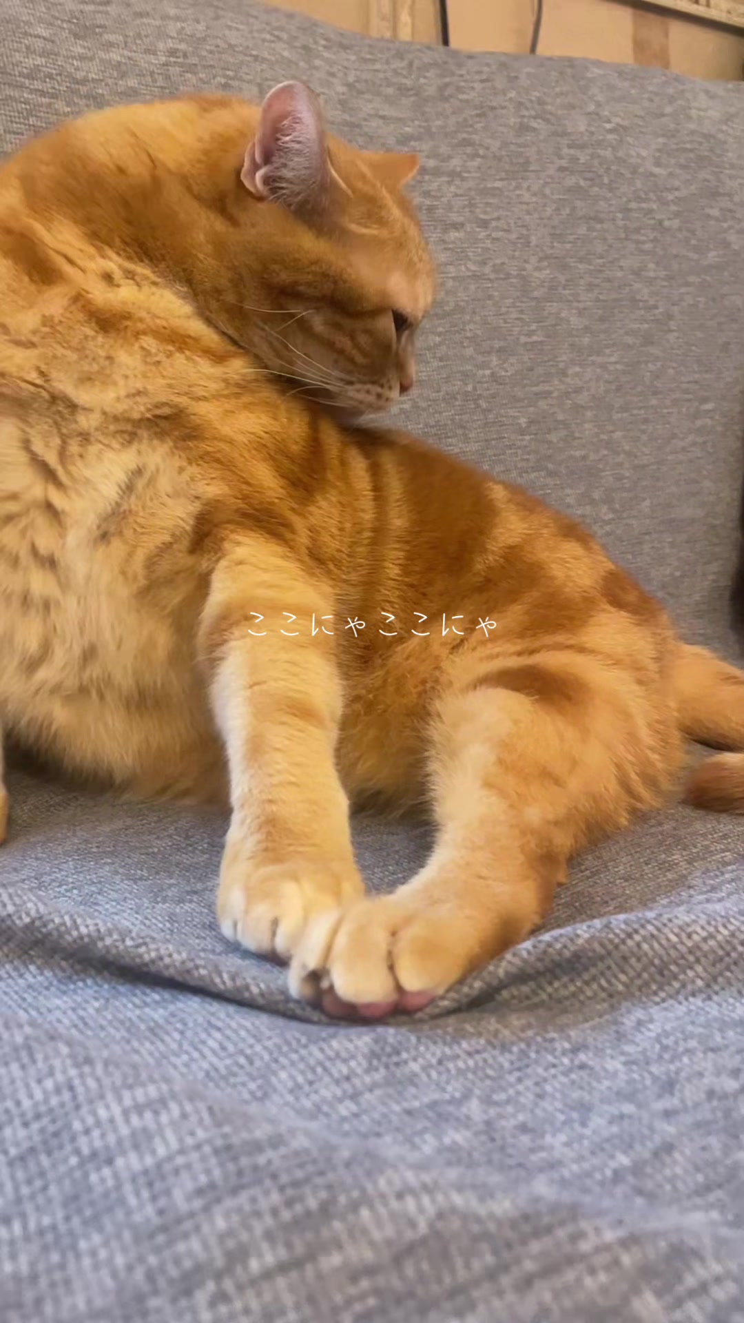@社会人の猫暮らし🐈あめ