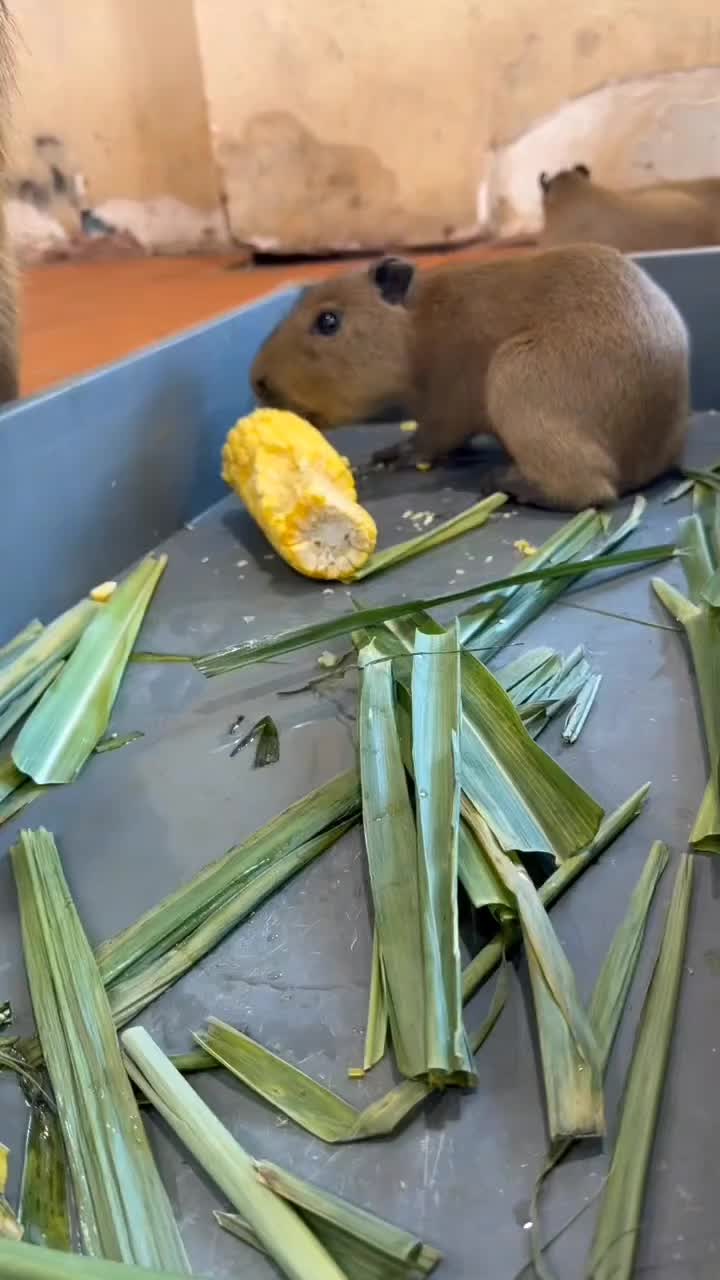 @capybara121224