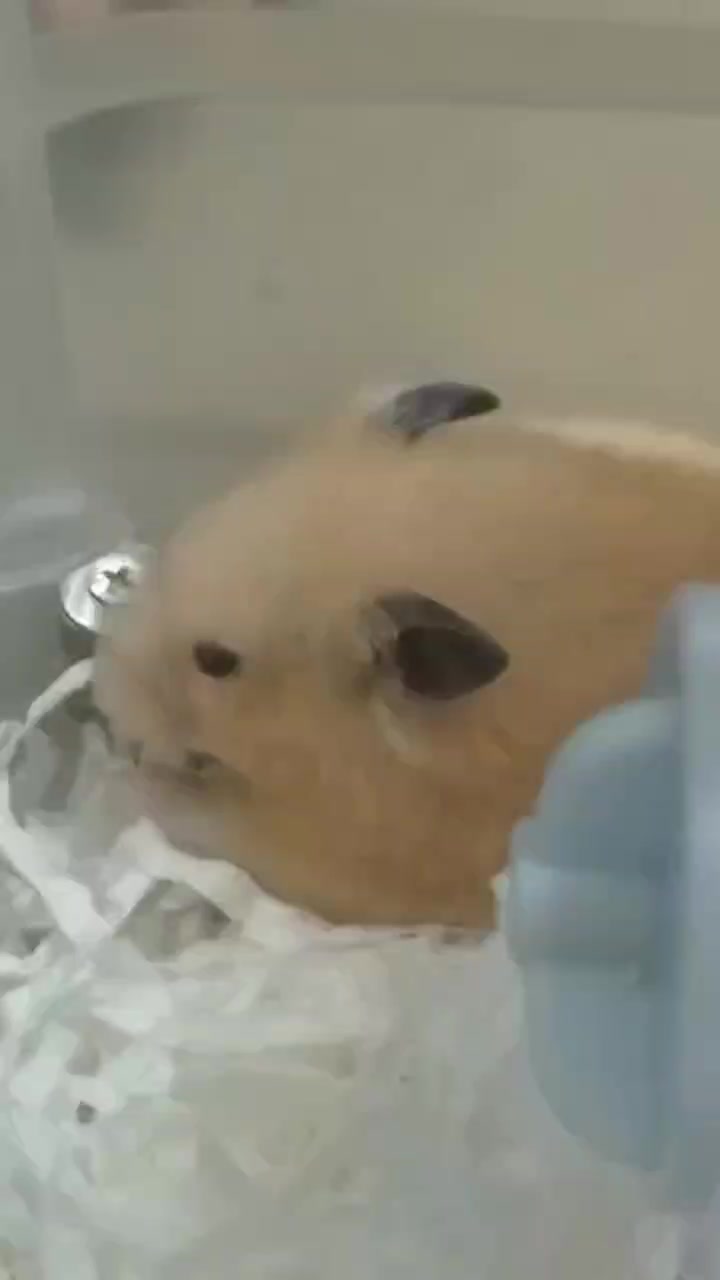 @鼠不盡的精彩