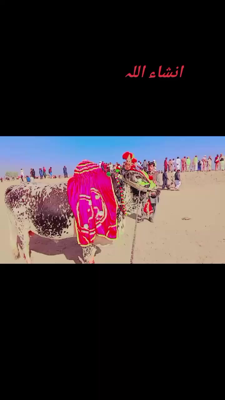@jamshaid7499