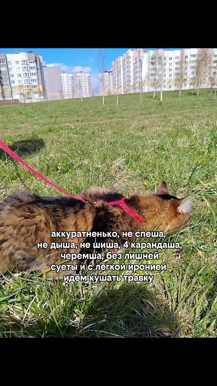 @Марсик😺💖