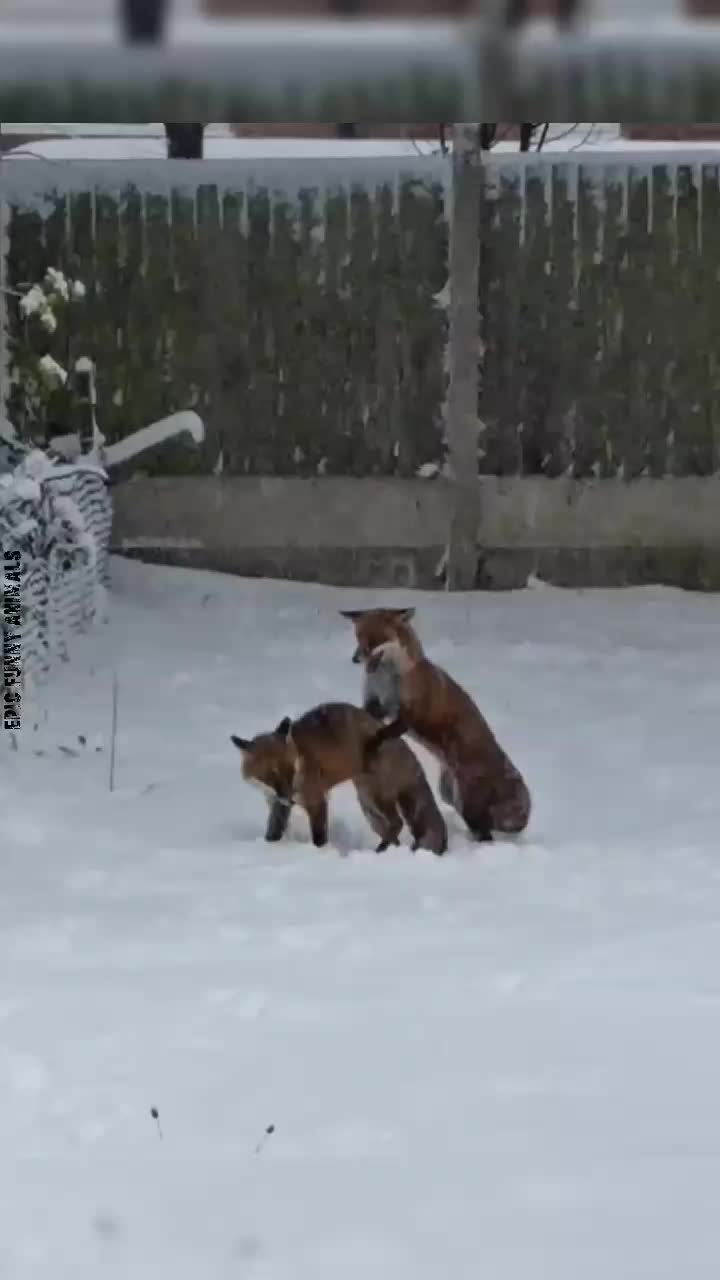 @Epic Funny Animals