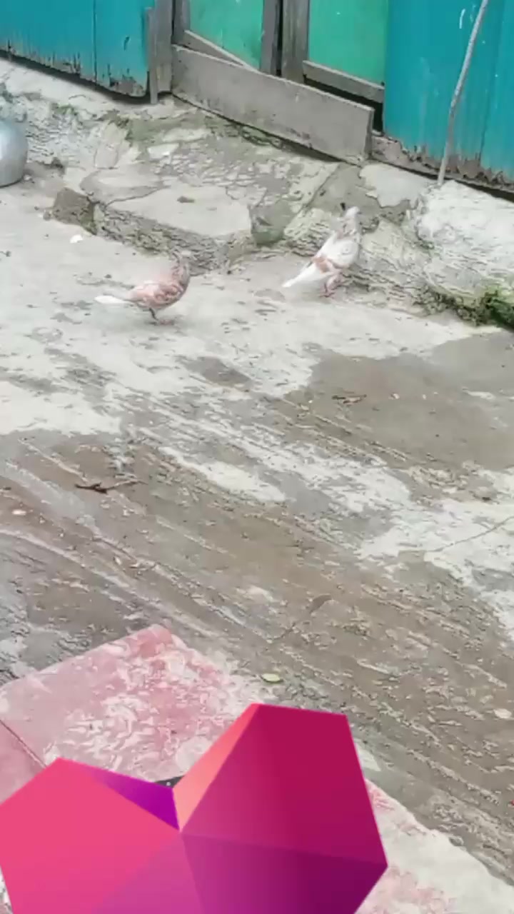 @💞❣মানুষ চেনা বড় দায়♥️💞
