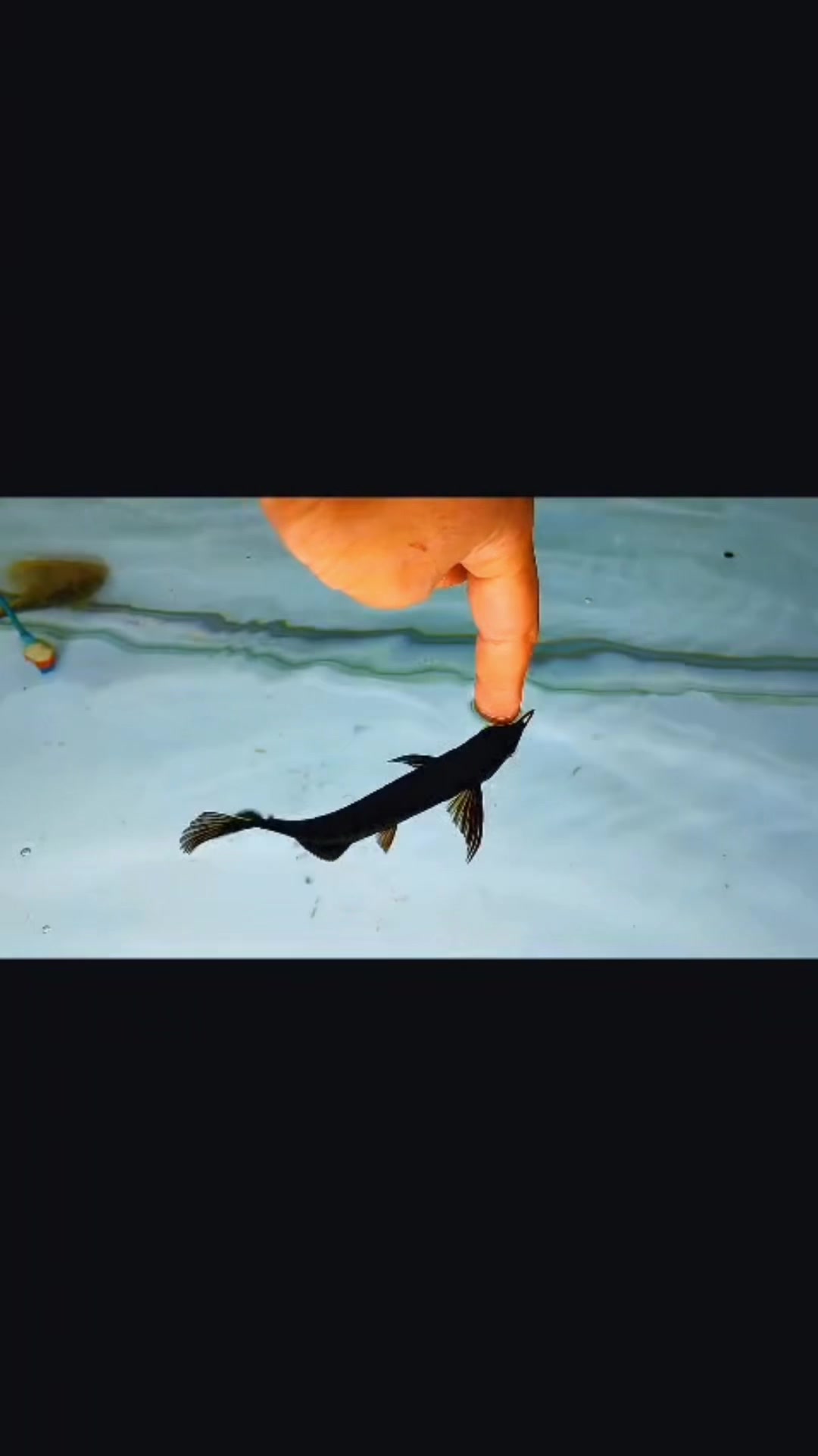 @MK AROWANA SPECIALIST