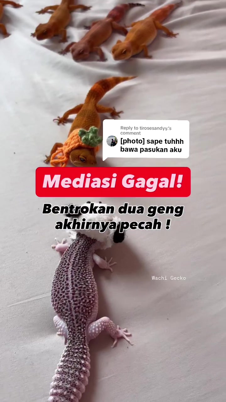 @wachigecko