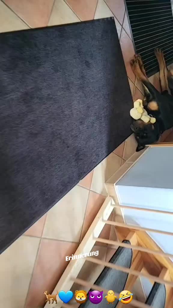 @Rottweiler Bruno