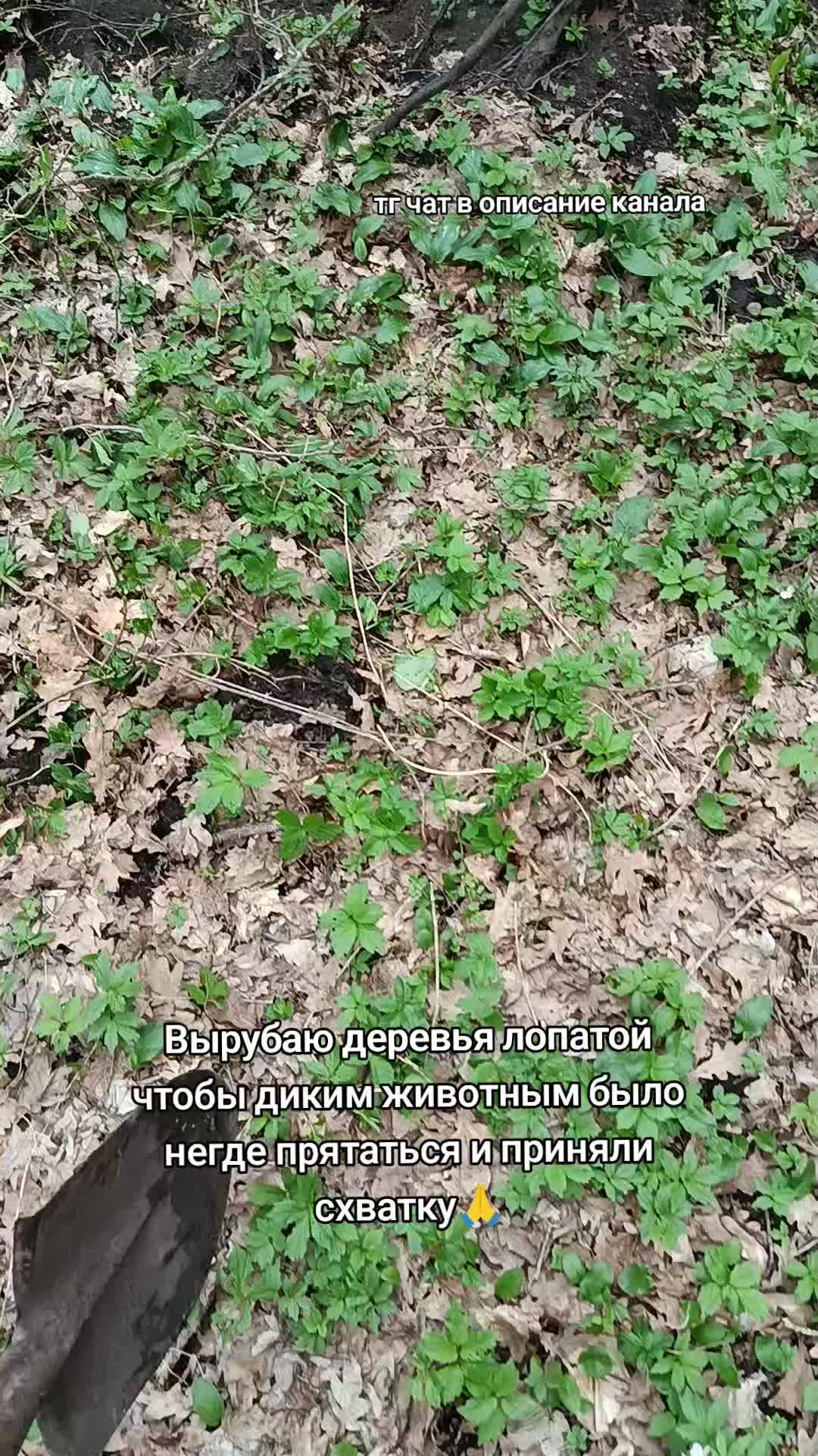 @Лучезарный хрякᛉ
