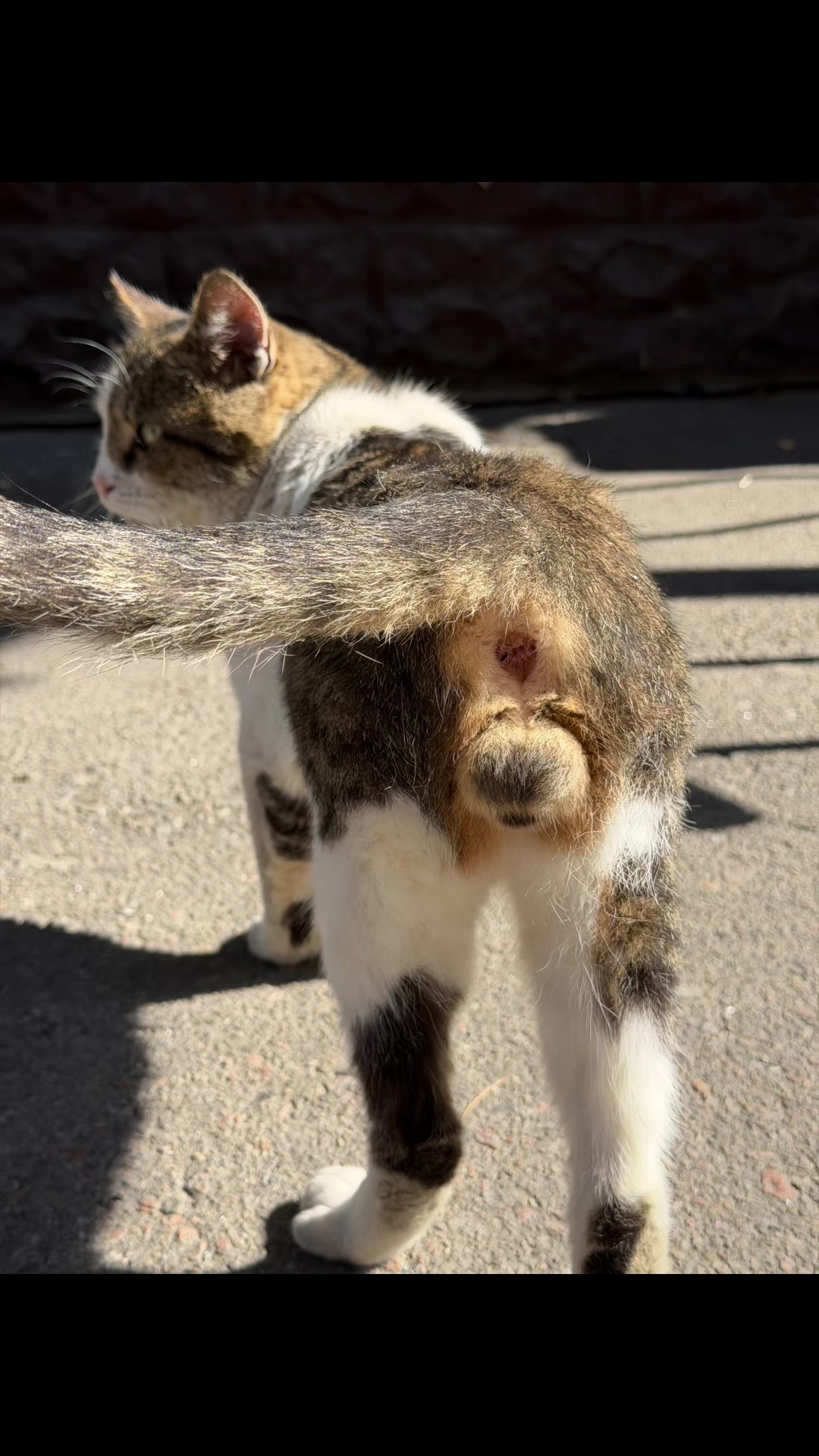@Магазин «Авокадо» and Мурчік🐱