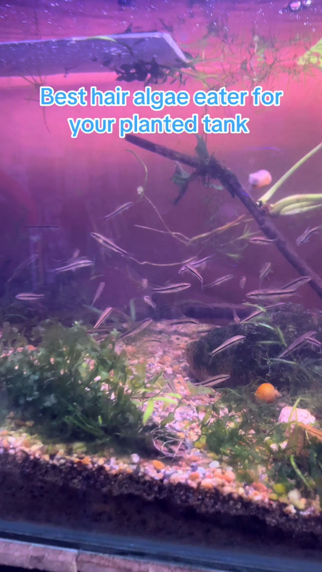 @aquadesire2🐠🐠