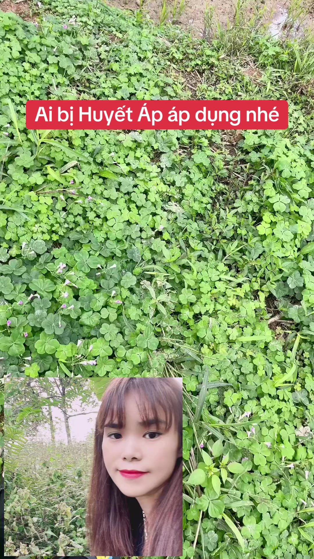 @Ngọc Chinh Miền N&uacute;i