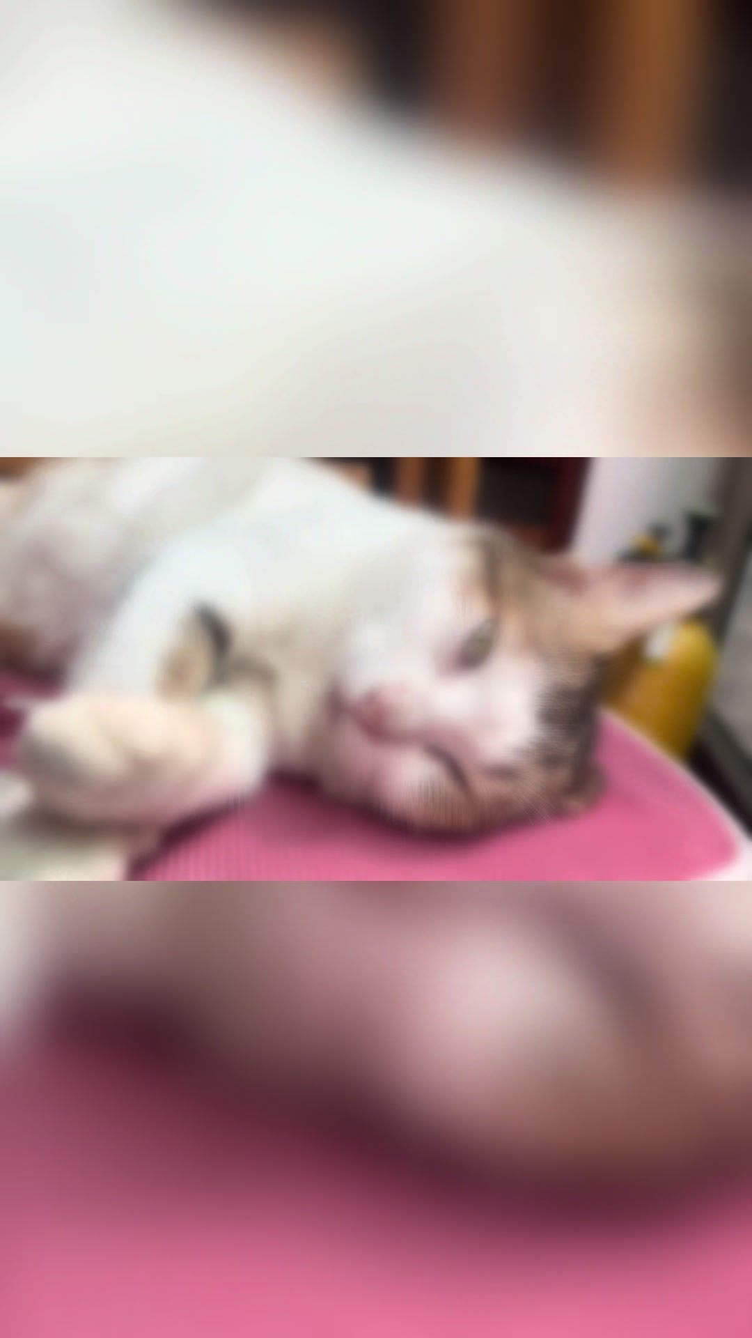 @🐶Beo 💕😻Mi