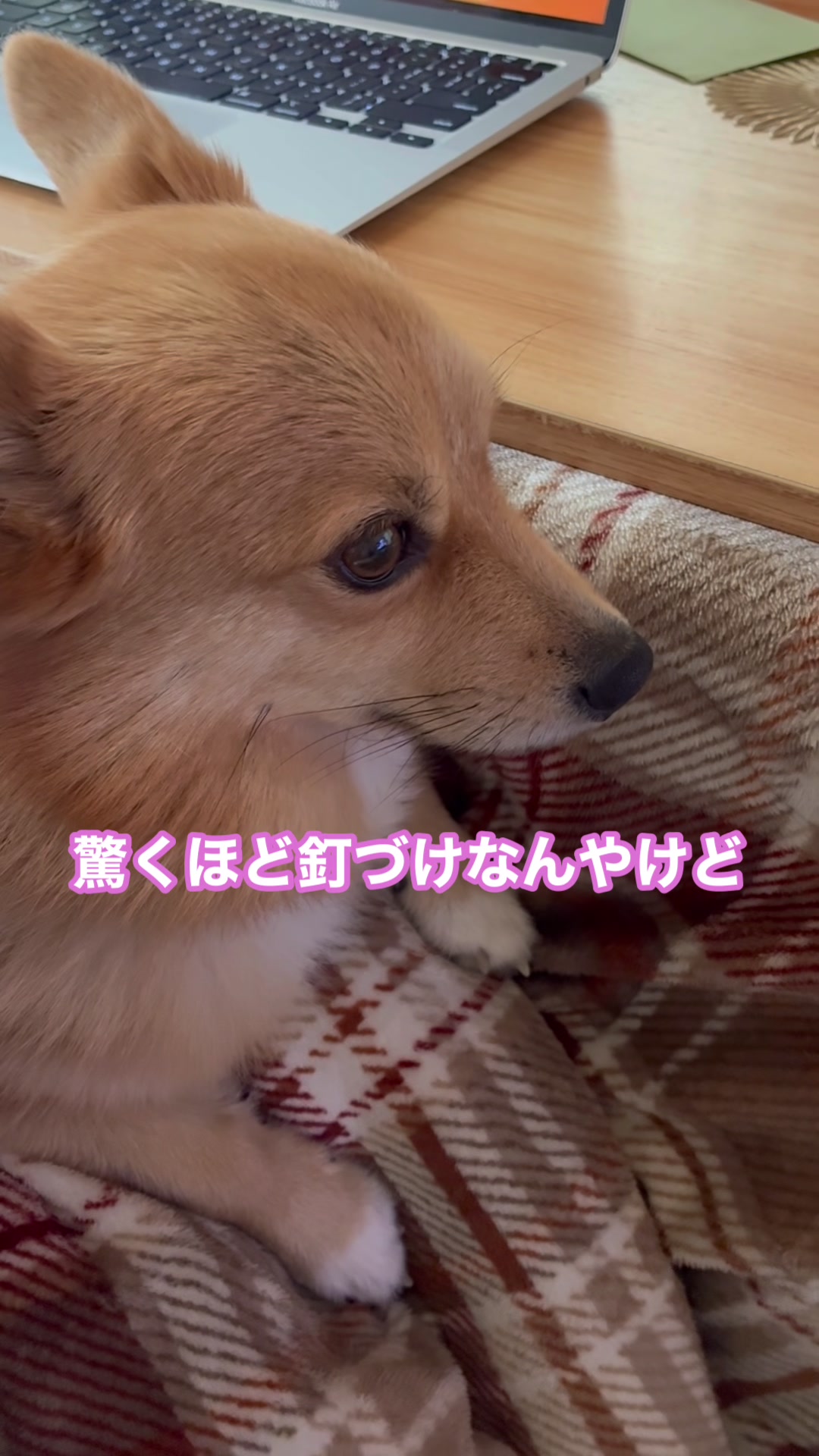 @サクサクビスケット