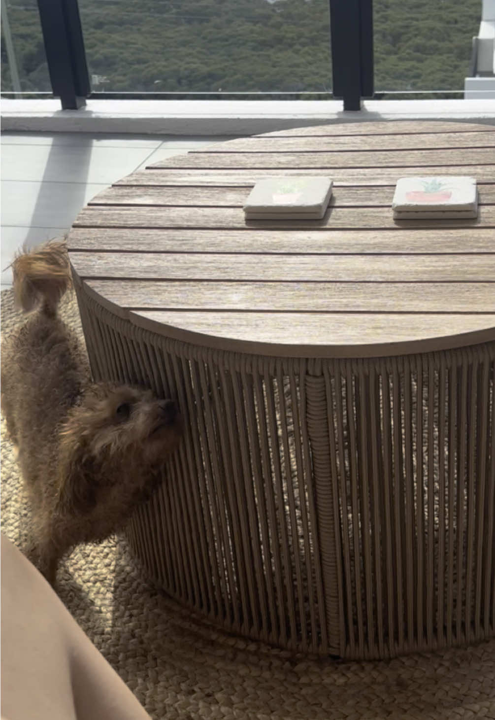 @peppermytoypoodle