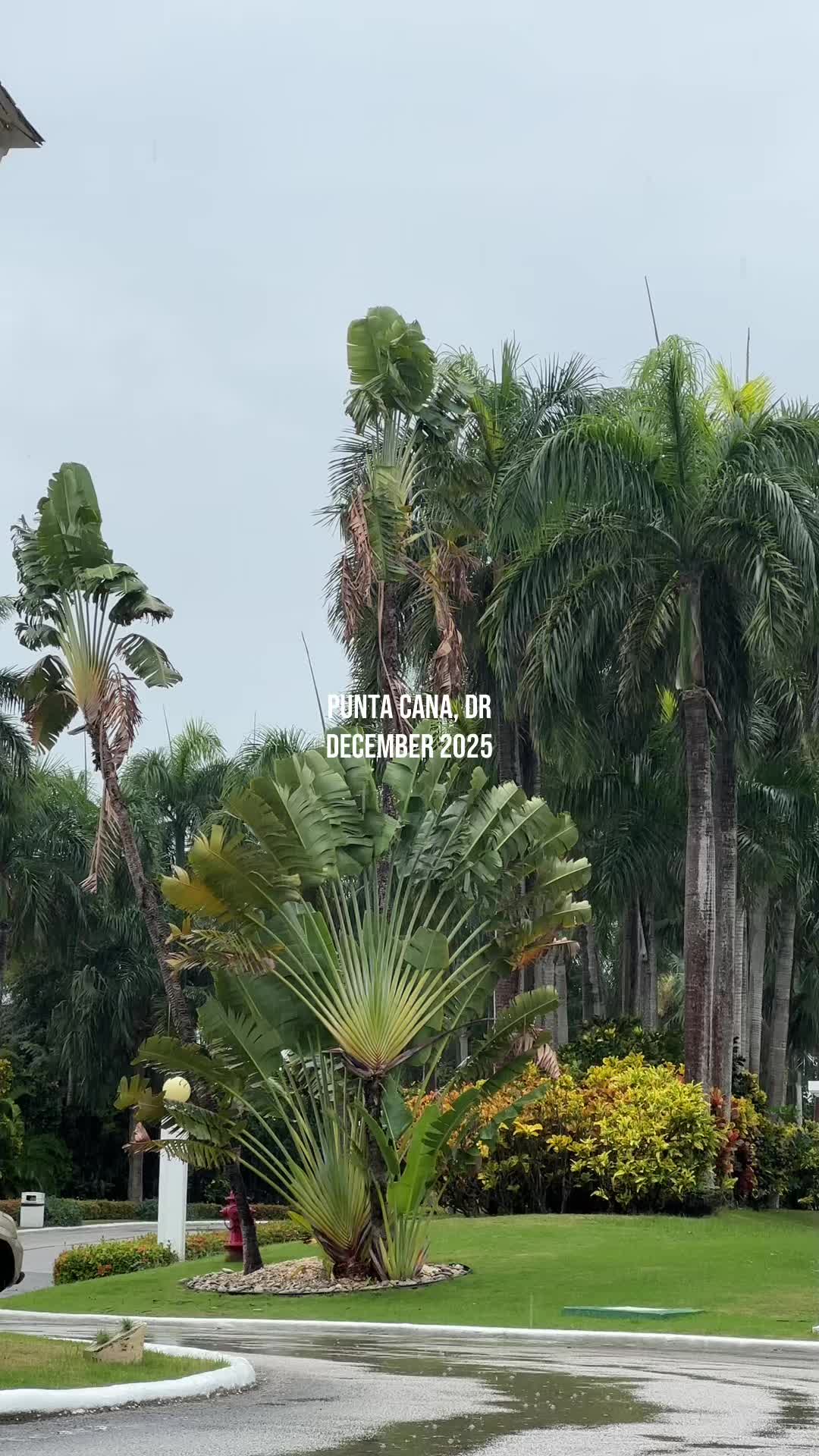 @ray