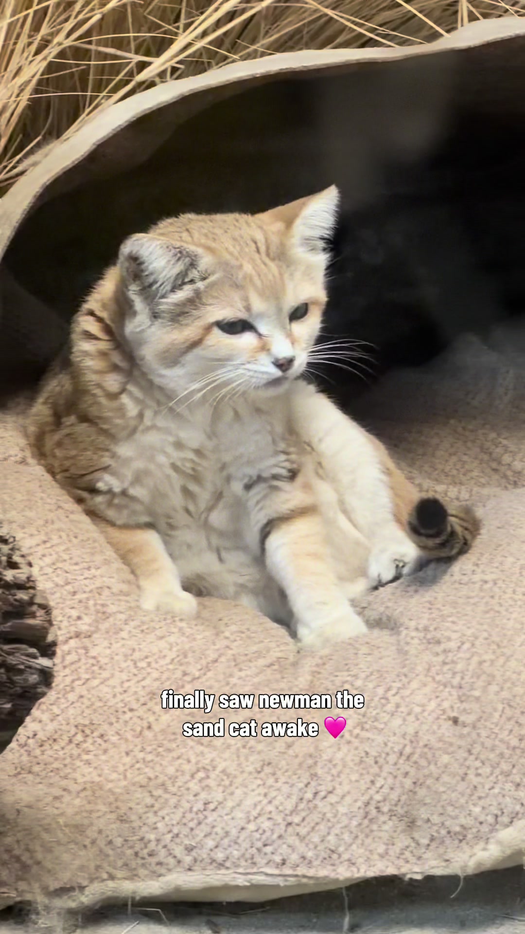 @just animals 🐾🦁🐬🦎