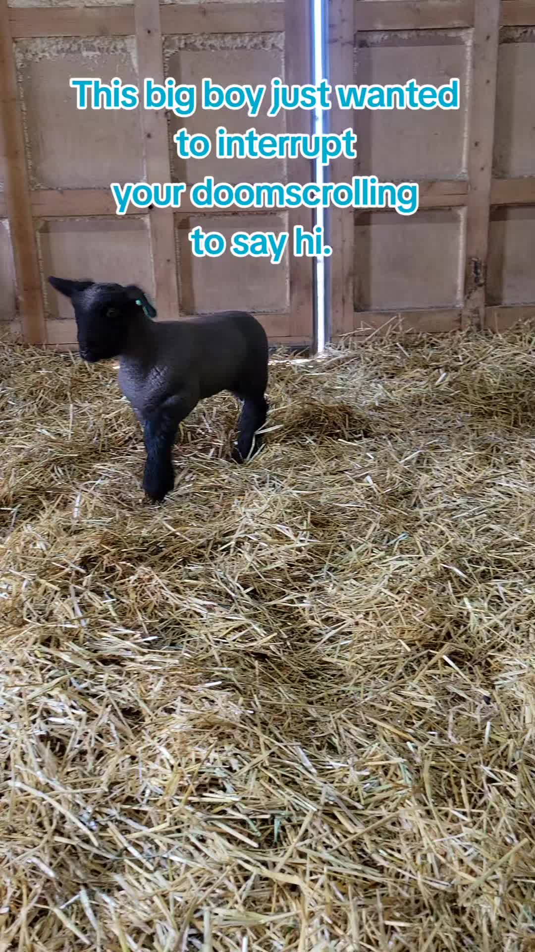 @Skinner Show Lambs