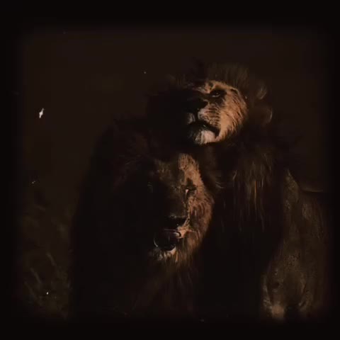 @Leonie 🦁 (Orpadan's version)
