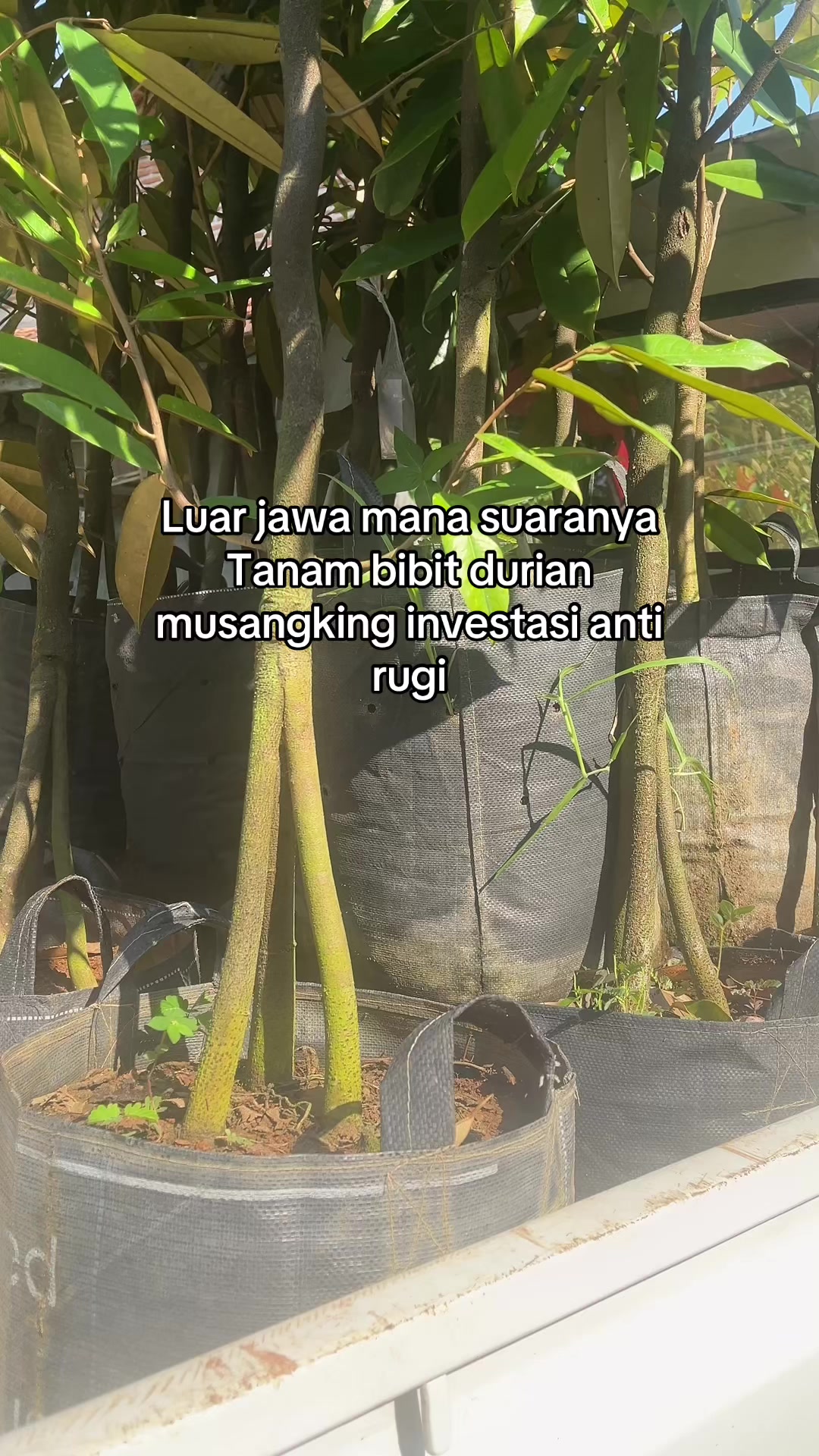 @RATU BIBIT