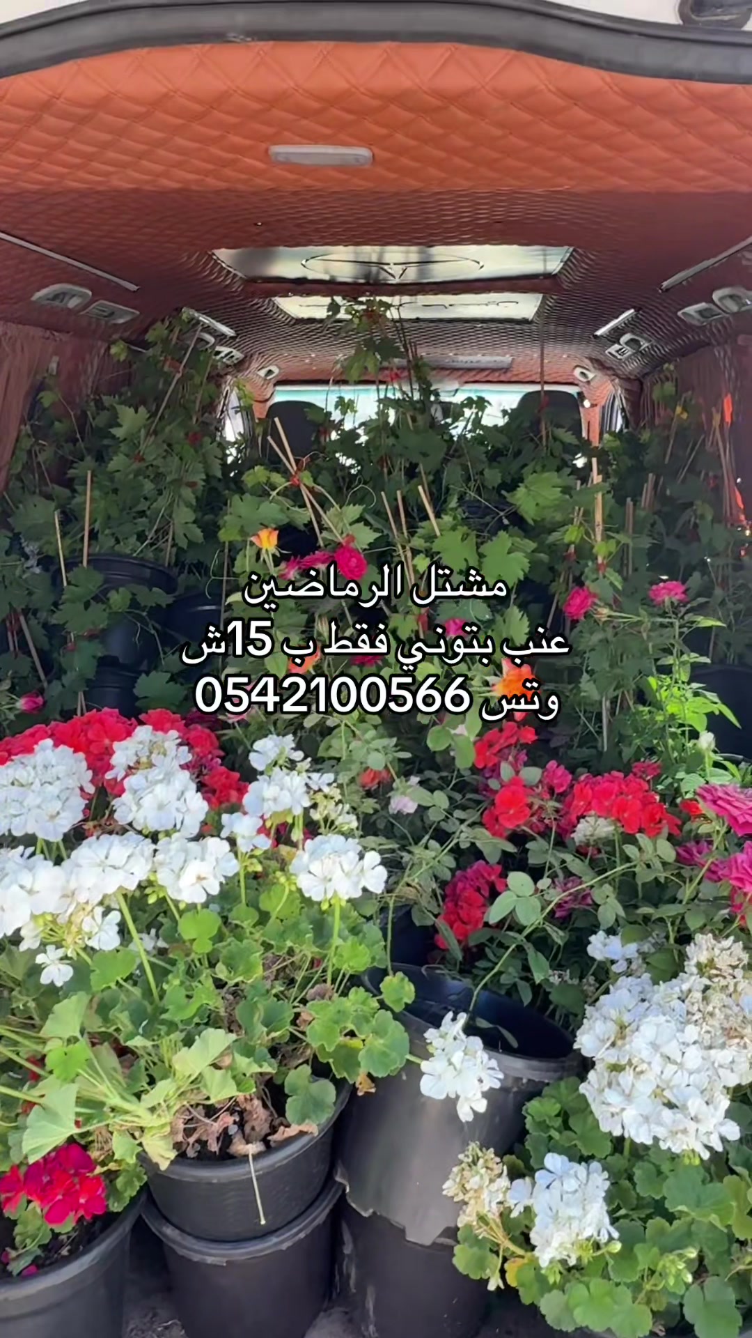 @مشتل الرماضين وتس0542100566