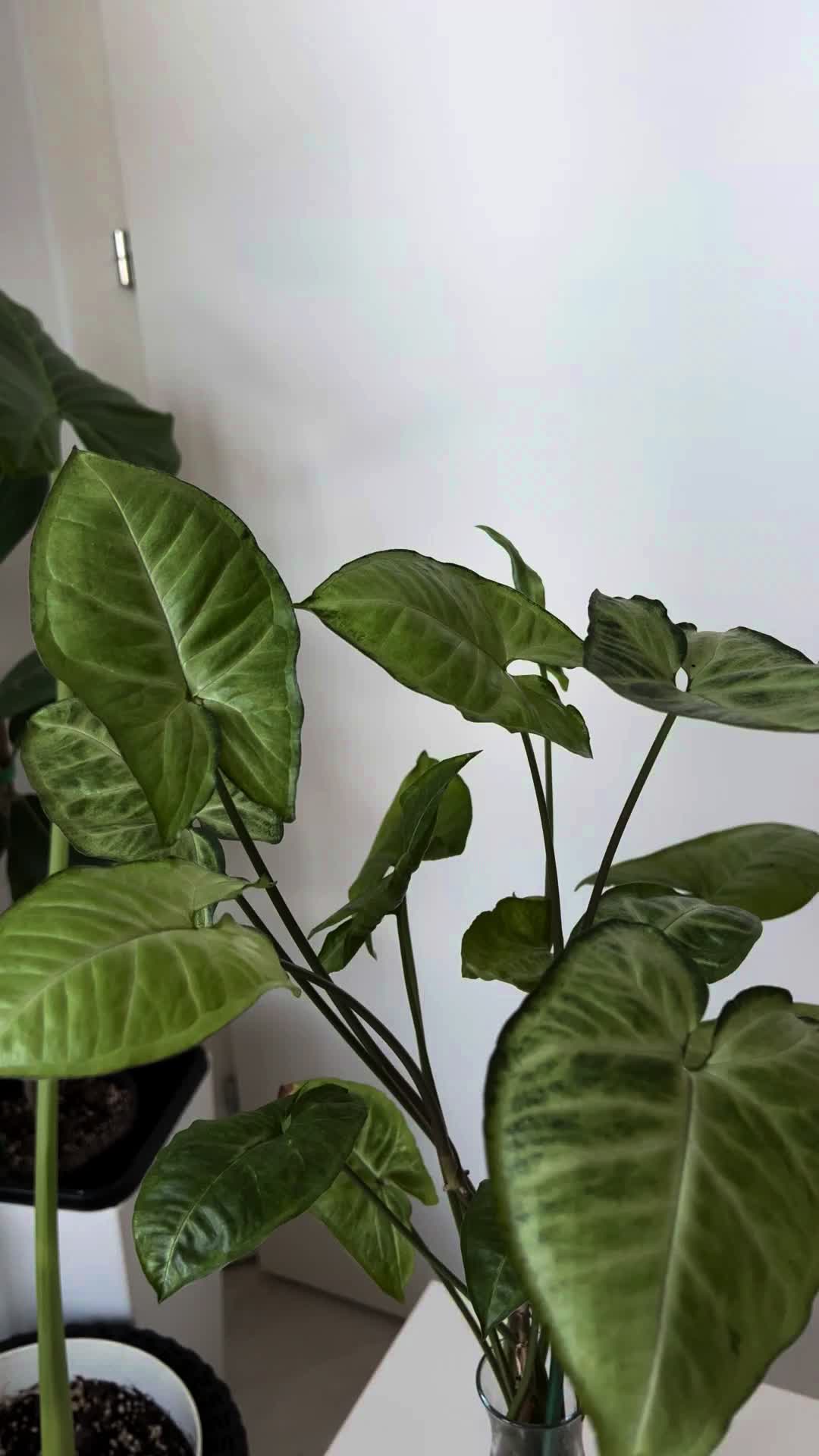@Plant House & Garden