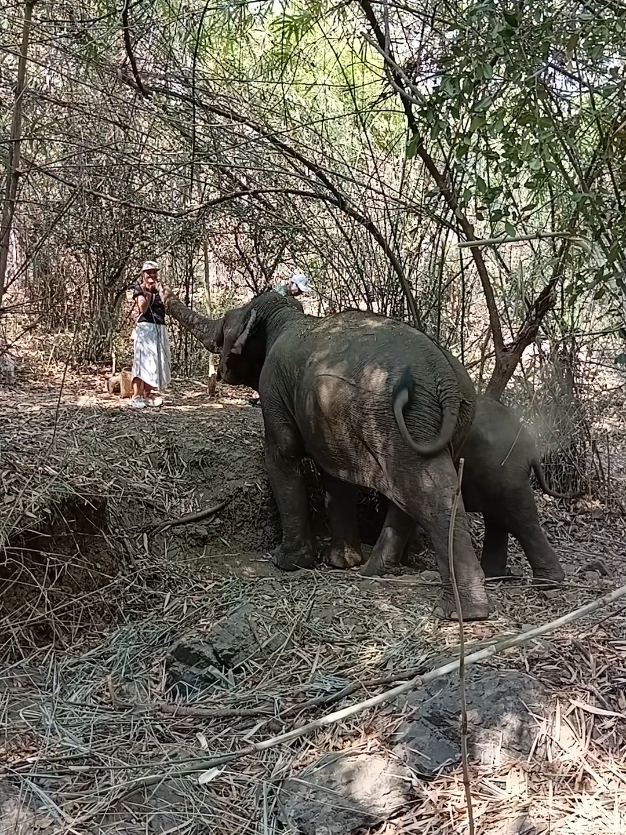 @LuangPrabang Elephant New Home