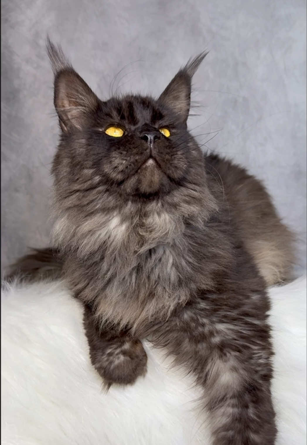 @MidwestGiantsMaineCoonCattery