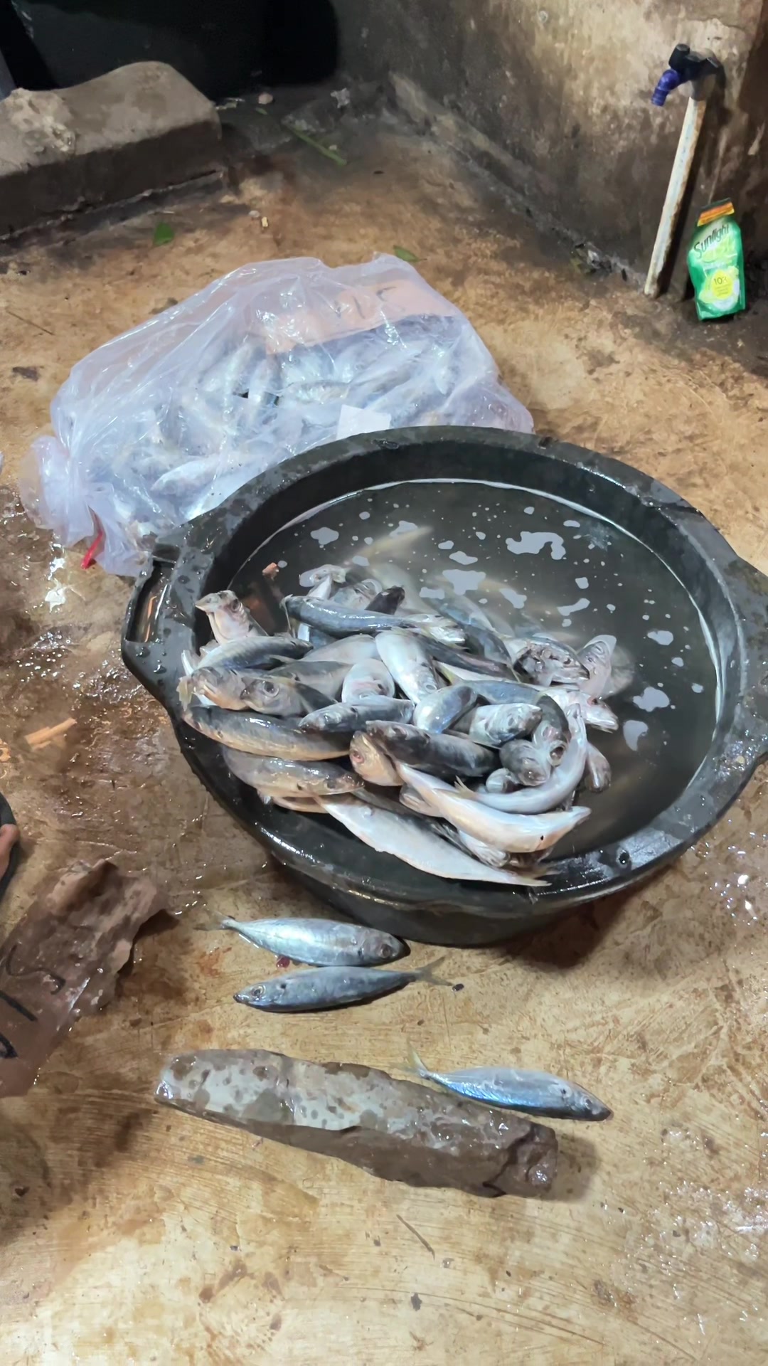@Um. ikan