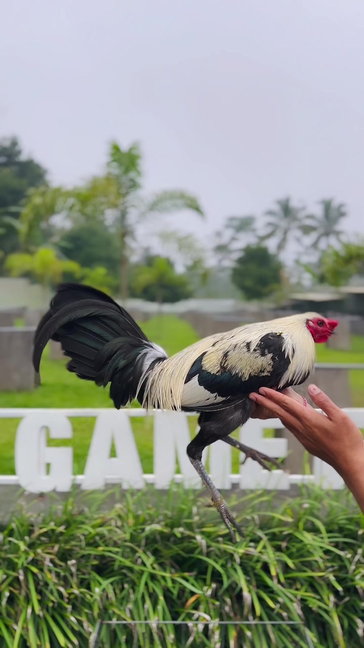 @NICK GAMEFARM