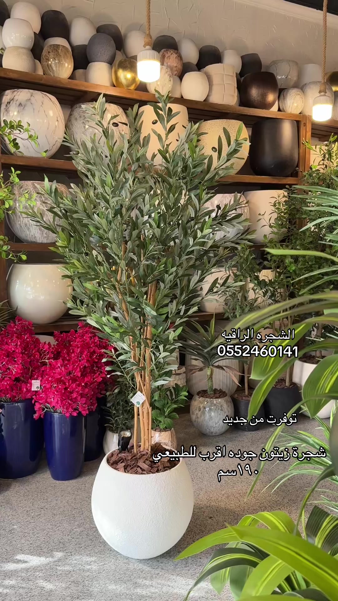 @الشجره الراقيه(زهور المملكه)🌴