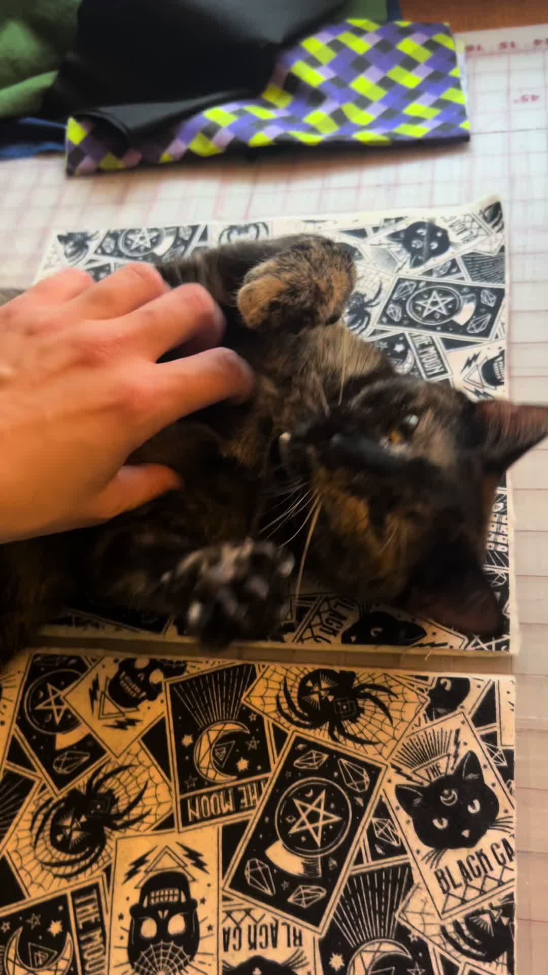 @Bella’s cats & hedgehog deals