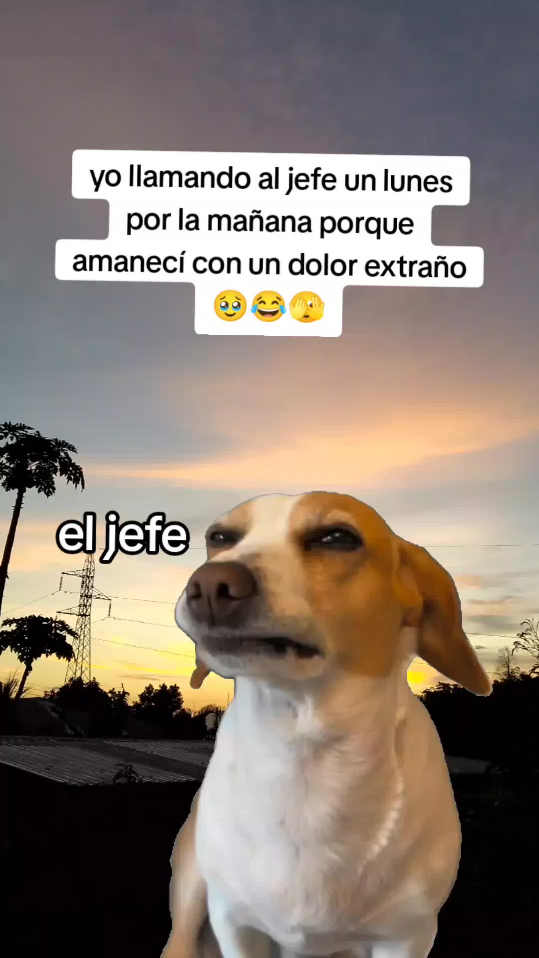 @Melvin flores 🇭🇳🦁