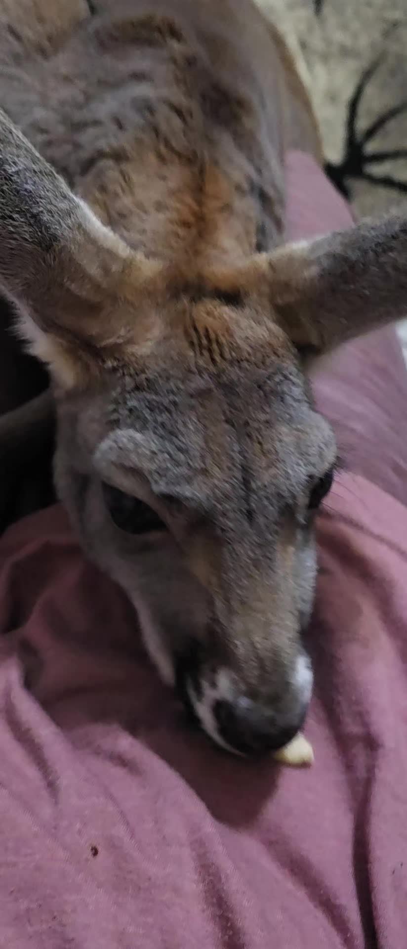 @Penny the Kangaroo 🦘