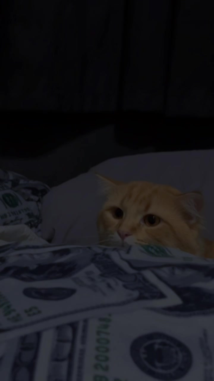 @TheCatFather